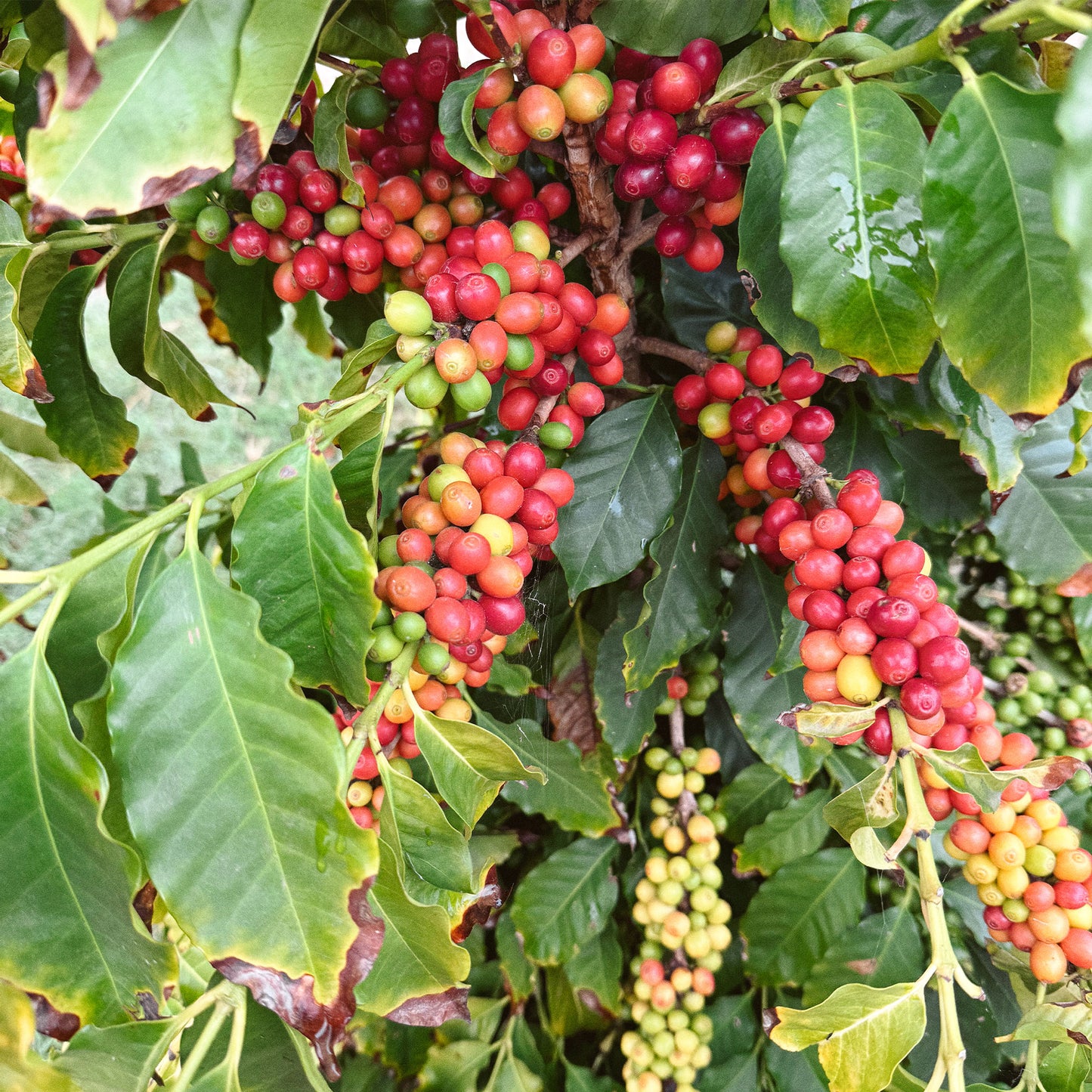 Cascara Essence