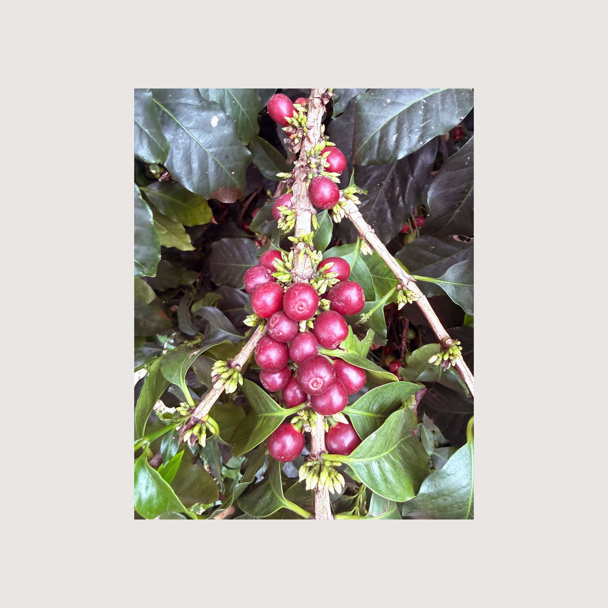 Cascara Lip Balm