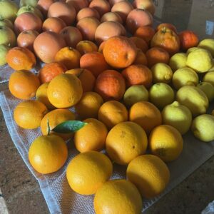 Fresh citrus laid out on our counter