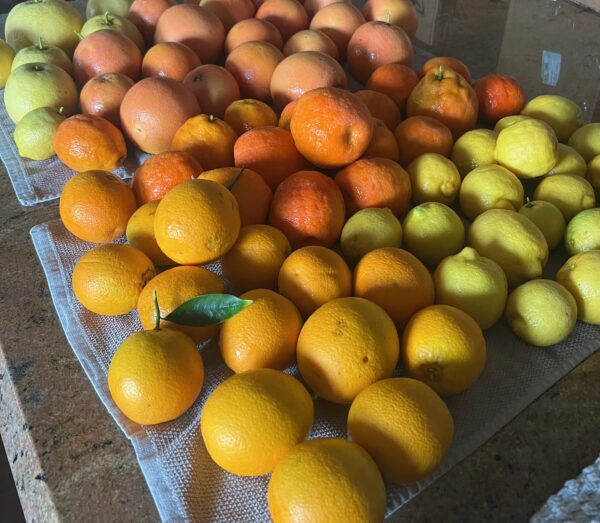 Fresh citrus laid out on our counter